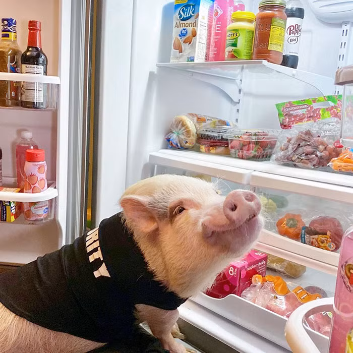 Bo anh hai huoc khi thu cung bi bat qua tang trom do an-Hinh-12