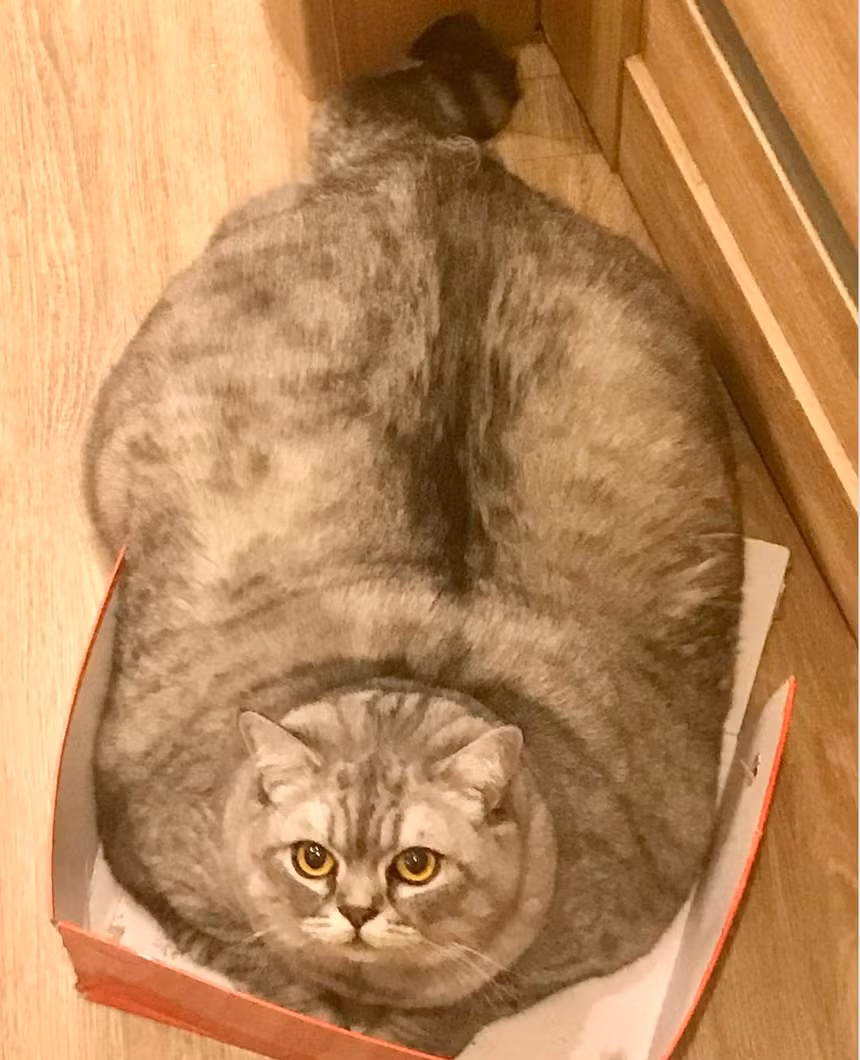 Cham meo cung beo u, nguoi chu bi to nguoc dai dong vat-Hinh-2