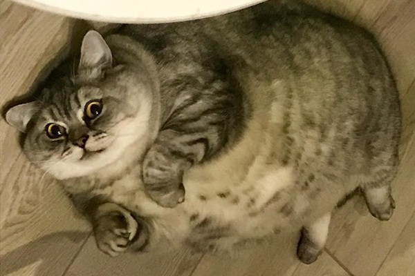 Cham meo cung beo u, nguoi chu bi to nguoc dai dong vat