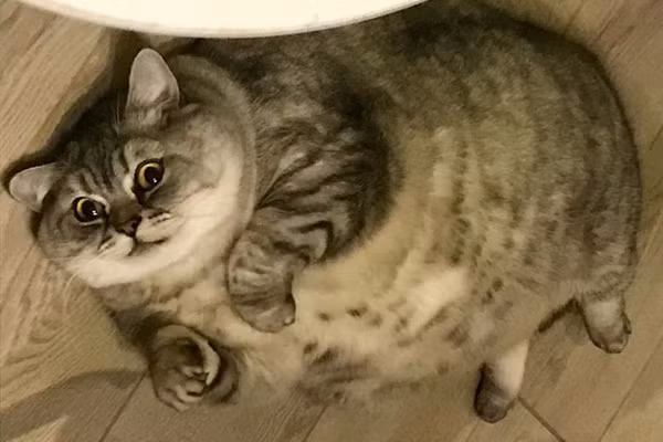 Cham meo cung beo u, nguoi chu bi to nguoc dai dong vat