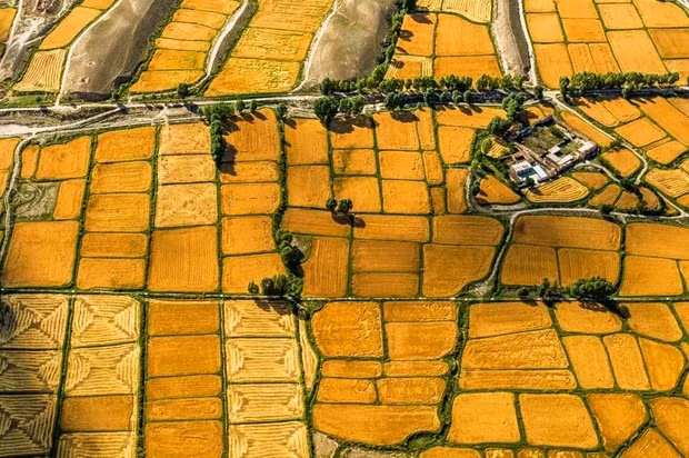 Những cánh đồng nông sản vàng ươm ở Sơn Đan, Trương Dịch (Cam Túc) bắt đầu vào mùa thu hoạch.