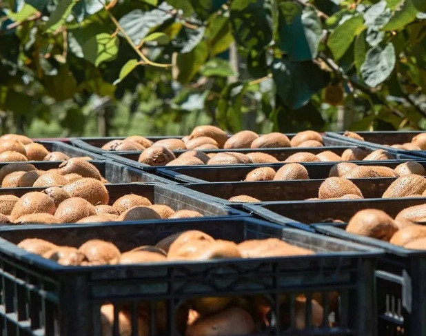 Những vườn kiwi ở Thiểm Tây cũng bắt đầu vào vụ thu hoạch.