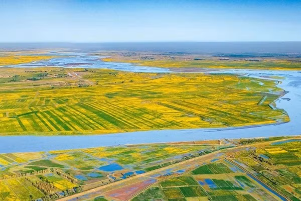 Cánh đồng lúa chín vàng hai bên bờ sông Hoàng Hà.