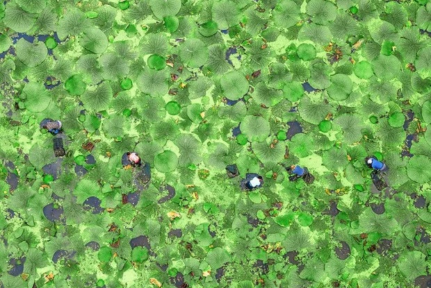 Nông dân đang thu hoạch khiếm thực (cây thuộc họ Súng) trong hồ ở Hoài An, Giang Tô. Ảnh: Thepaper.