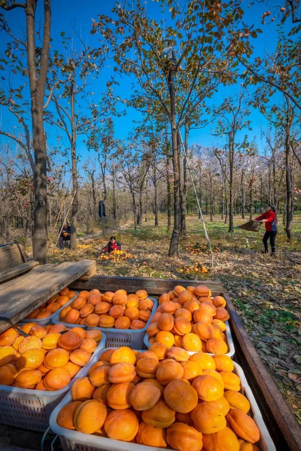 Người dân thu hoạch quả hồng chín vàng ở trấn Thần Tinh, Bảo Định (Hà Bắc).