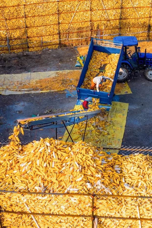 Mùa thu hoạch ngô ở Tứ Bình, Cát Lâm.