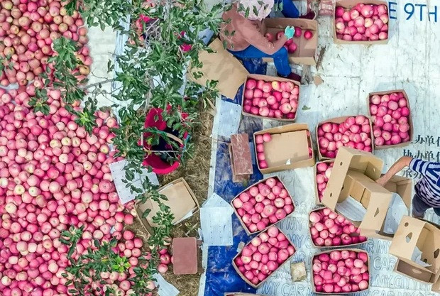 Vụ thu hoạch táo đỏ rực ở Lạc Xuyên, Diên An (Thiểm Tây).