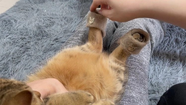 Con meo cung deo doi dep lam tu long chinh no gay sot mang-Hinh-3