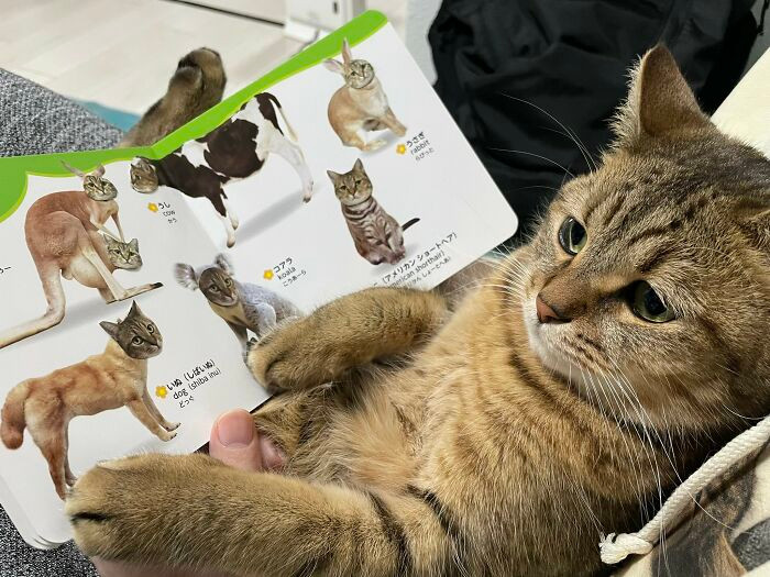 Con meo cung deo doi dep lam tu long chinh no gay sot mang-Hinh-5