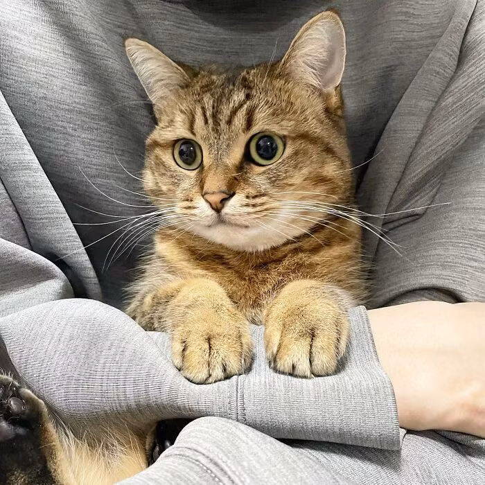 Con meo cung deo doi dep lam tu long chinh no gay sot mang-Hinh-7