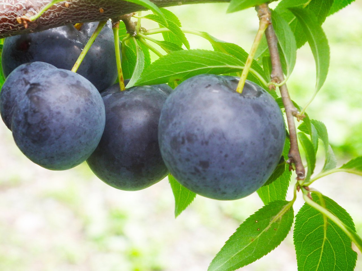 Trom 9 qua man, cu ong 73 tuoi bi canh sat bat giu