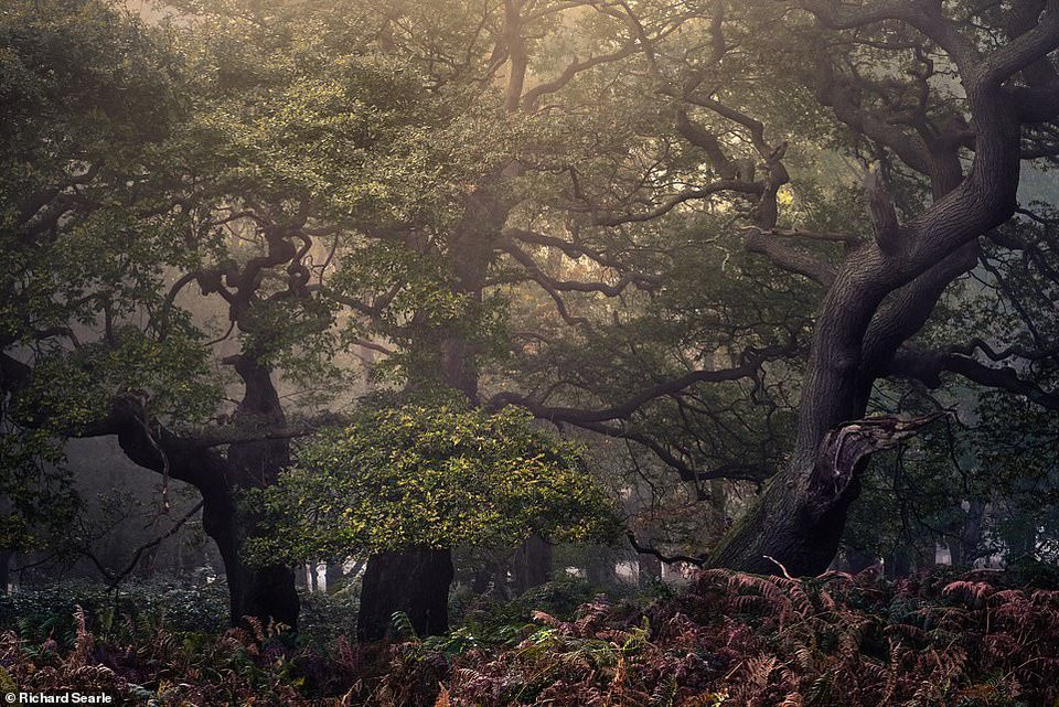 Ngẩn ngơ lạc vào những cánh rừng cổ thụ ở Anh - Hình 6 Ngan ngo lac vao nhung canh rung co thu o Anh-Hinh-6