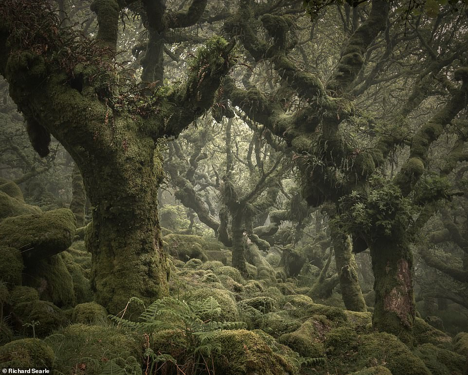 Ngẩn ngơ lạc vào những cánh rừng cổ thụ ở Anh Ngan ngo lac vao nhung canh rung co thu o Anh