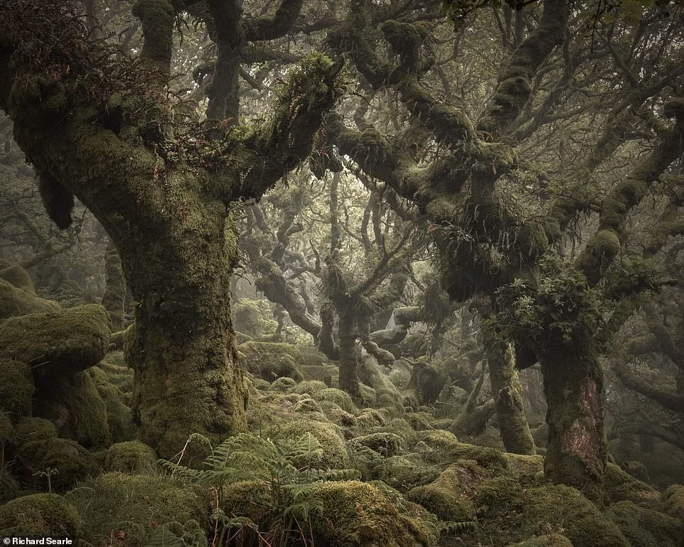 Ngan ngo lac vao nhung canh rung co thu o Anh