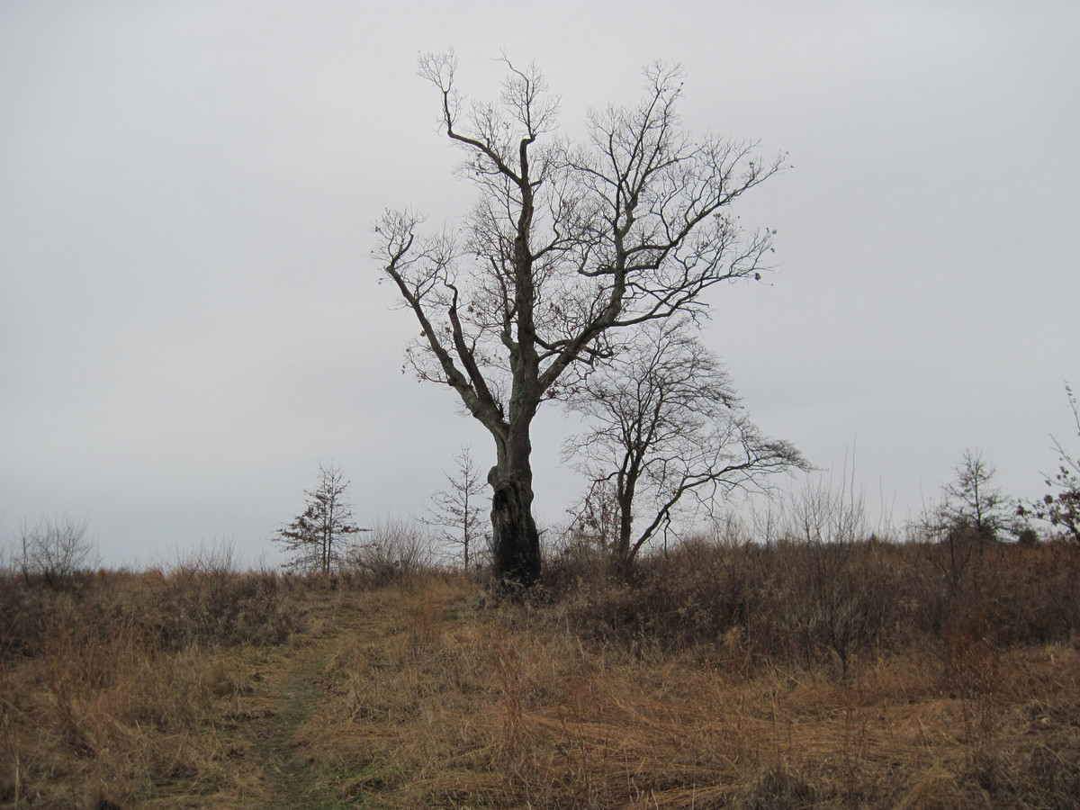 Kể từ đó, "linh hồn" tội lỗi của người đàn ông "ám" vào cây sồi và gây ra nhiều chuyện kỳ bí.