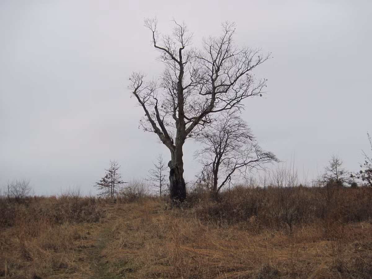 Kể từ đó, "linh hồn" tội lỗi của người đàn ông "ám" vào cây sồi và gây ra nhiều chuyện kỳ bí.
