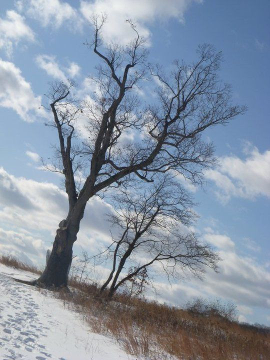 Dù không rõ tính chính xác của những câu chuyện về "cây của quỷ" nhưng nhiều người đổ xô đến khu vực này để tận mắt nhìn thấy cây cổ thụ nhuốm đầy bí ẩn.