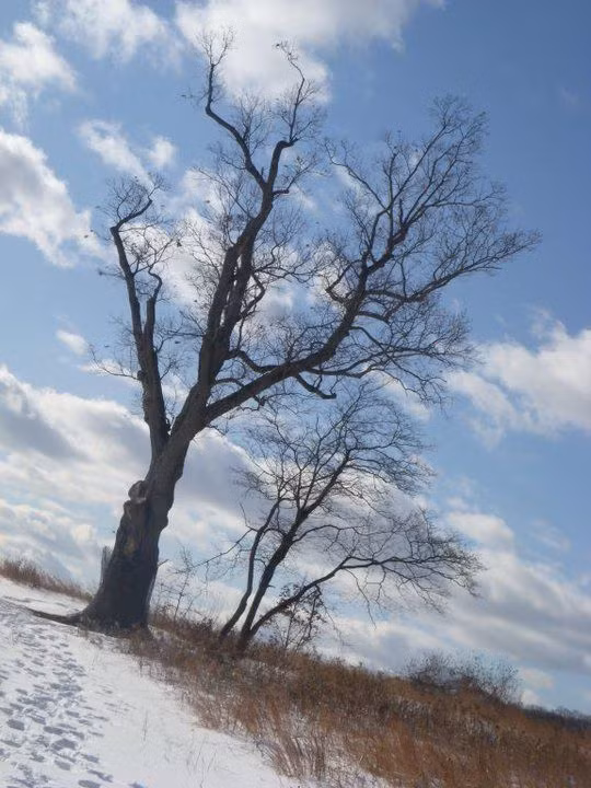 Dù không rõ tính chính xác của những câu chuyện về "cây của quỷ" nhưng nhiều người đổ xô đến khu vực này để tận mắt nhìn thấy cây cổ thụ nhuốm đầy bí ẩn.
