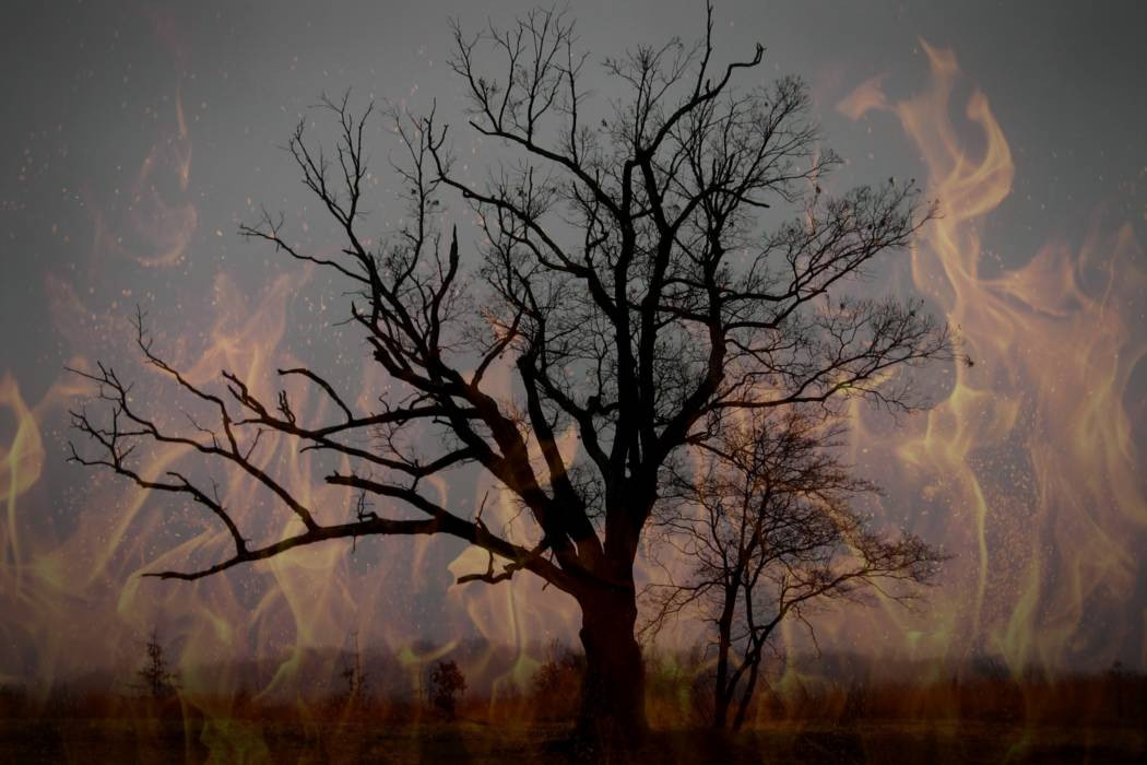 Hãi hùng hơn là giai thoại kể về một gia đình nông dân sống ở khu vực gần cây sồi vào những năm 1900.