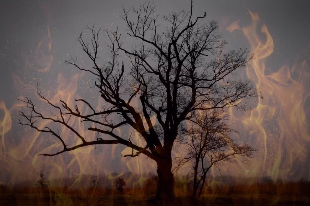 Hãi hùng hơn là giai thoại kể về một gia đình nông dân sống ở khu vực gần cây sồi vào những năm 1900.