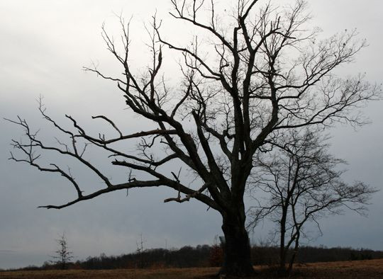 Một số người kể rằng nghe thấy những tiếng la hét bí ẩn phát ra từ thân cây sồi. Thậm chí có người cho hay bất cứ ai chạm vào cây sồi đều gặp chuyện xui xẻo.