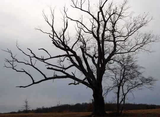 Một số người kể rằng nghe thấy những tiếng la hét bí ẩn phát ra từ thân cây sồi. Thậm chí có người cho hay bất cứ ai chạm vào cây sồi đều gặp chuyện xui xẻo.