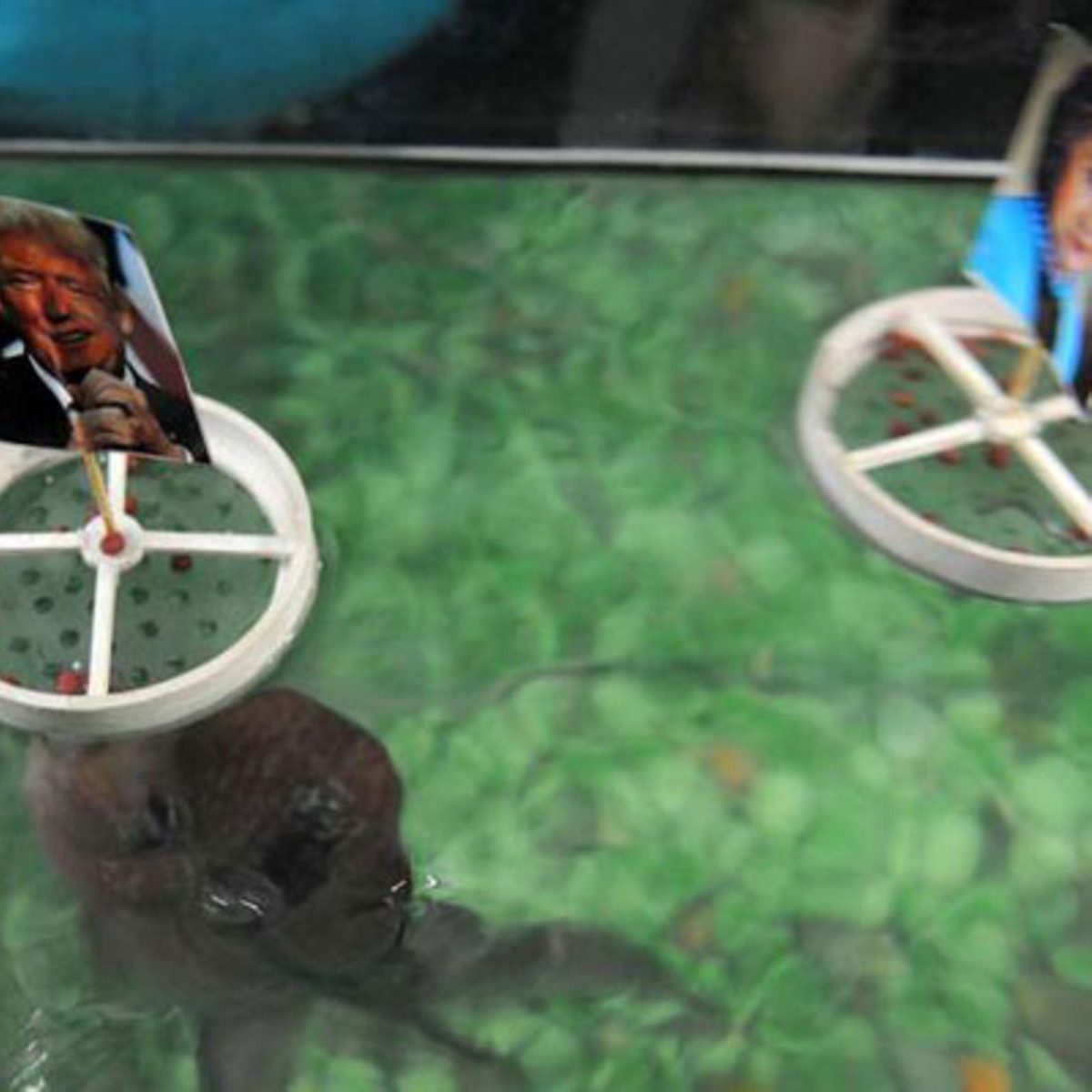 Năm 2016 là lần đầu tiên cá Chanakya II "tiên tri" kết quả bầu cử Tổng thống Mỹ. Con cá này thuộc tổ chức phi chính phủ bảo vệ động vật ICWO ở thành phố Chennai, Ấn Độ.