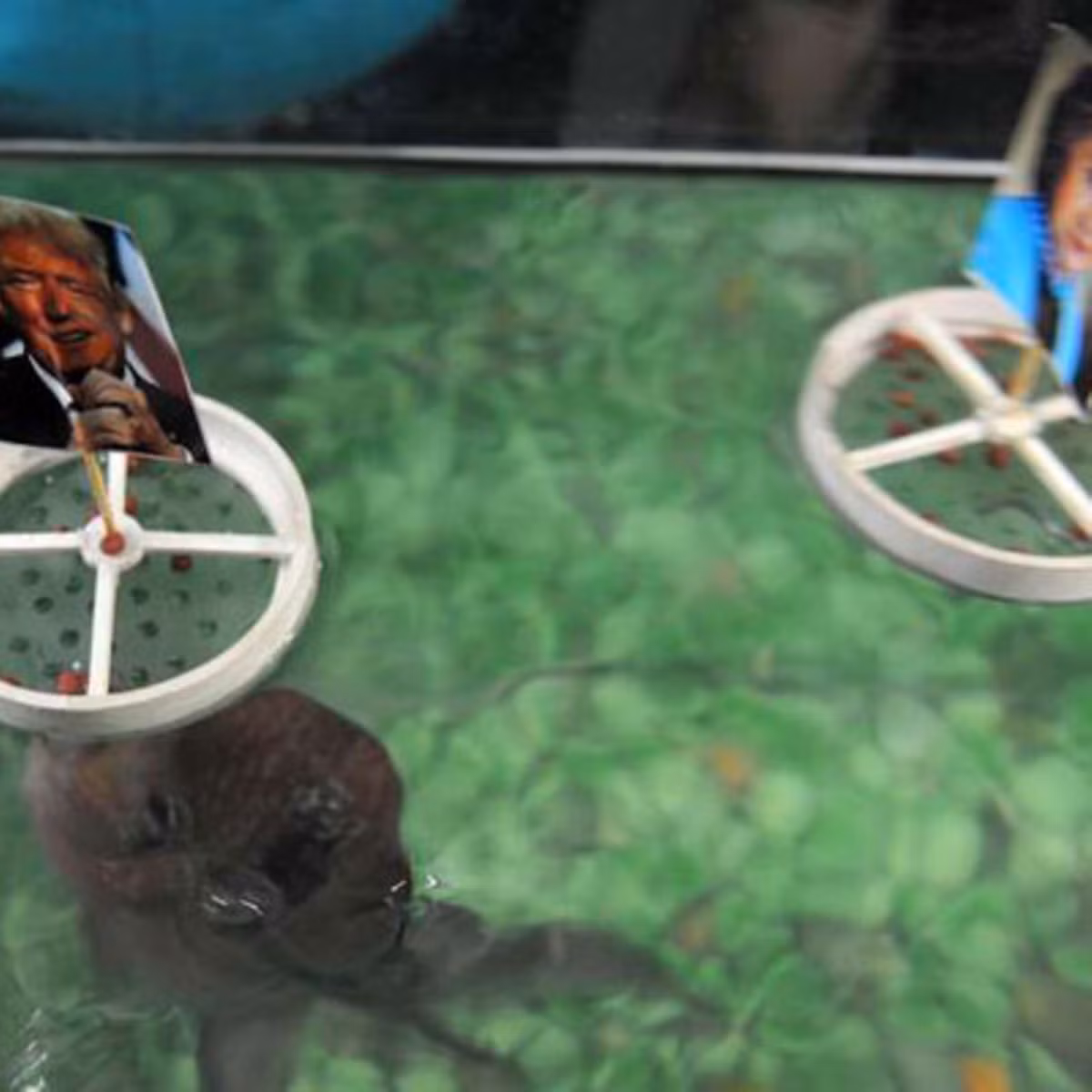 Năm 2016 là lần đầu tiên cá Chanakya II "tiên tri" kết quả bầu cử Tổng thống Mỹ. Con cá này thuộc tổ chức phi chính phủ bảo vệ động vật ICWO ở thành phố Chennai, Ấn Độ.