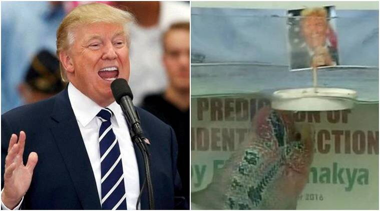 Theo kết quả bầu cử năm 2016, ông Trump đánh bại bà Clinton để trở thành tân Tổng thống Mỹ. Với kết quả này, "lời tiên tri" của cá Chanakya II hoàn toàn chính xác.