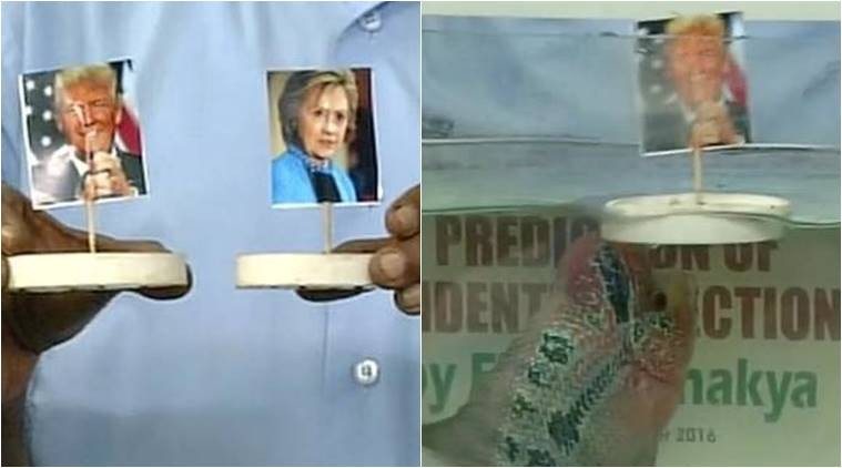 Con cá Chanakya II còn được coi là cá tiên tri ở Ấn Độ, một "ngôi sao" trong cuộc bầu cử Tổng thống Mỹ năm 2016. Trước khi bầu cử Tổng thống Mỹ diễn ra, cá Chanakya II "dự đoán" ông Donald Trump sẽ giành chiến thắng.