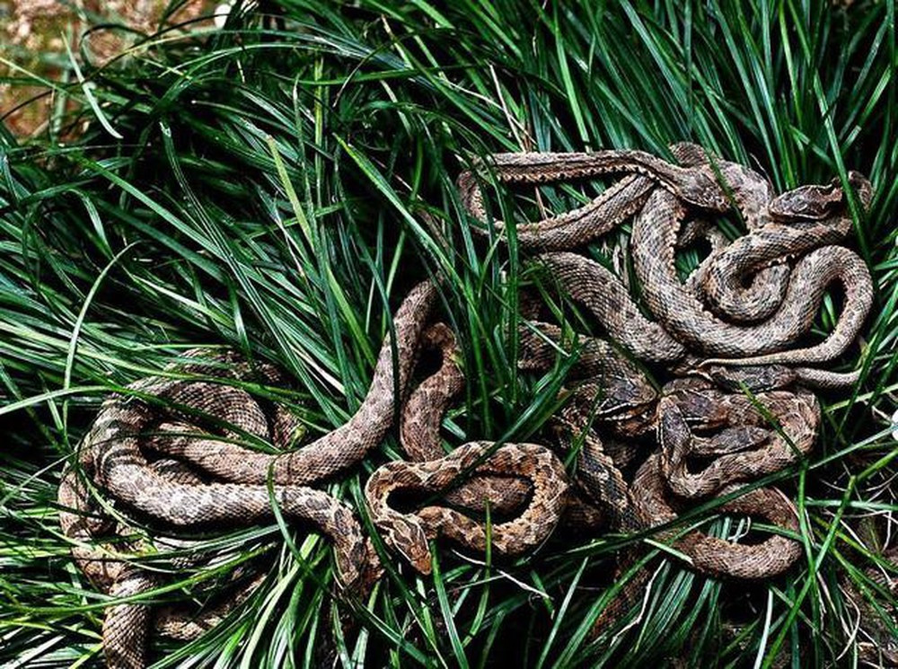 Chính bởi sự nguy hiểm này, chính phủ Brazil cấm du khách đặt chân lên đảo. Chỉ có những nhà khoa học thực hiện các nghiên cứu được cấp phép mới có thể lên đảo Ilha Da Queimada Grande.