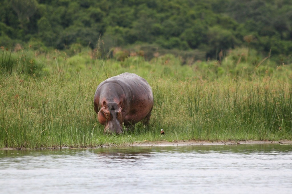 Đến giai đoạn đỉnh điểm, khí CO2 phun ra từ đáy hồ gây ra một vụ nổ lớn giống như khi con người lắc lon nước ngọt có ga rồi mở nắp sẽ khiến nước bắn tung tóe khắp nơi.