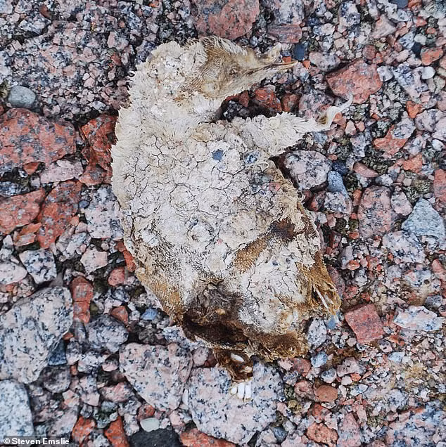 Giáo sư Steven Emslie tại Đại học Bắc Carolina thực hiện dự án nghiên cứu tại mỏm đá Irizar, phía nam sông băng Drygalski Ice Tongue thuộc vùng ven biển của đảo Scott trên biển Ross có phát hiện đáng chú ý. Ông tìm thấy nhiều xác ướp chim cánh cụt Adelie.