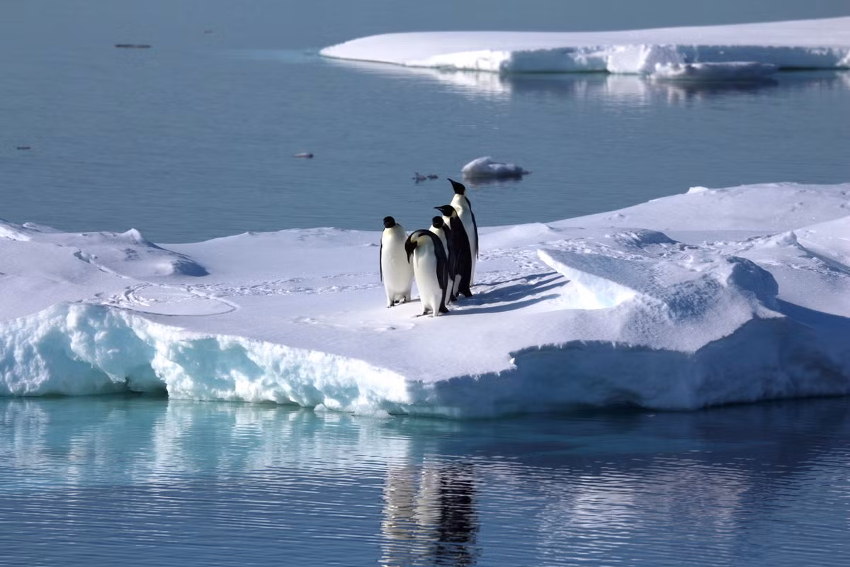 Các chuyên gia hy vọng thông qua những nghiên cứu sâu hơn sẽ giải mã được những bí ẩn liên quan đến số xác ướp chim cánh cụt mới lộ diện.
