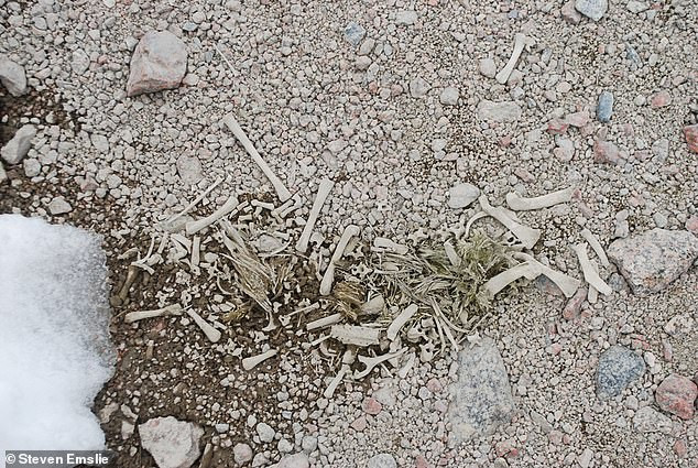 Phần lớn xác ướp chim cánh cụt là những con chim non. Trong số này có một số xác ướp có niên đại khoảng 5.000 năm. Một số chim cánh cụt khác được bảo quản nguyên vẹn trong lớp băng tuyết suốt 800 năm.