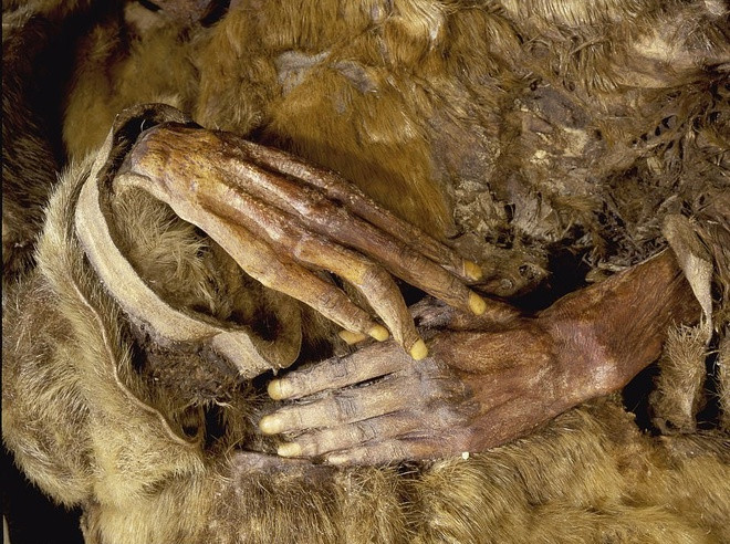 Trải qua gần 5 thế kỷ, da và tóc của 8 xác ướp chỉ bị khô cứng lại. Thêm nữa, các nhà khoa học còn nhìn thấy rõ những hình xăm trên trán và cằm của họ.