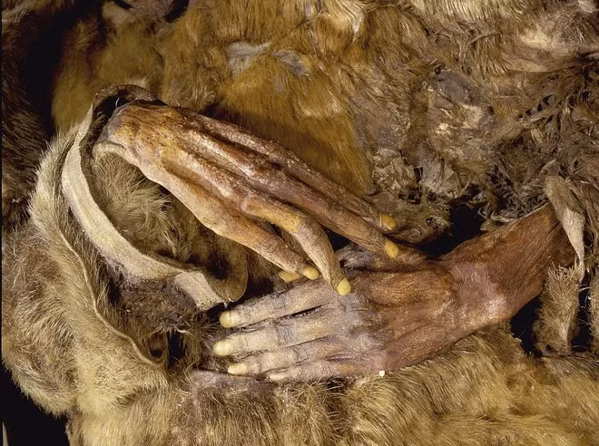 Trải qua gần 5 thế kỷ, da và tóc của 8 xác ướp chỉ bị khô cứng lại. Thêm nữa, các nhà khoa học còn nhìn thấy rõ những hình xăm trên trán và cằm của họ.