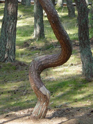 Kỳ quái hơn, một thuyết âm mưu nhận định "rừng nhảy múa" là nơi hội tụ của năng lượng tích cực lẫn tiêu cực. Hai nguồn năng lượng này va chạm vào nhau khiến cây cối phát triển không bình thường.