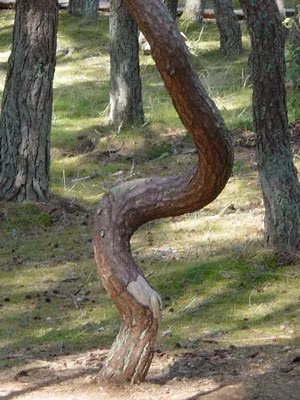 Kỳ quái hơn, một thuyết âm mưu nhận định "rừng nhảy múa" là nơi hội tụ của năng lượng tích cực lẫn tiêu cực. Hai nguồn năng lượng này va chạm vào nhau khiến cây cối phát triển không bình thường.