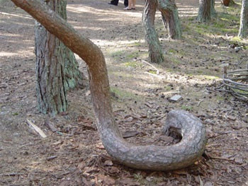 Từ đây, một số người liên tưởng những cây này giống như cách đi chân này đá chân kia của người say rượu. Do đó, khu rừng còn có một tên gọi khác là "rừng say xỉn" bên cạnh cái tên mỹ miều "rừng nhảy múa".