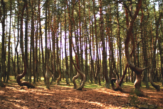Một giả thuyết khác được các chuyên gia đưa ra là "rừng nhảy múa" có nhiều cơn gió mạnh thổi qua. Chúng khiến cây cối trong khu rừng này thay đổi hình dáng.