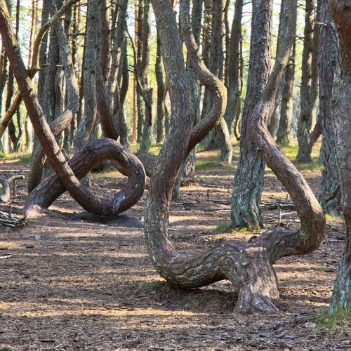 Trước hình dáng bất thường của cây cối trong "rừng nhảy múa", nhiều chuyên gia đến nơi đây để tìm hiểu và giải mã nguyên nhân.