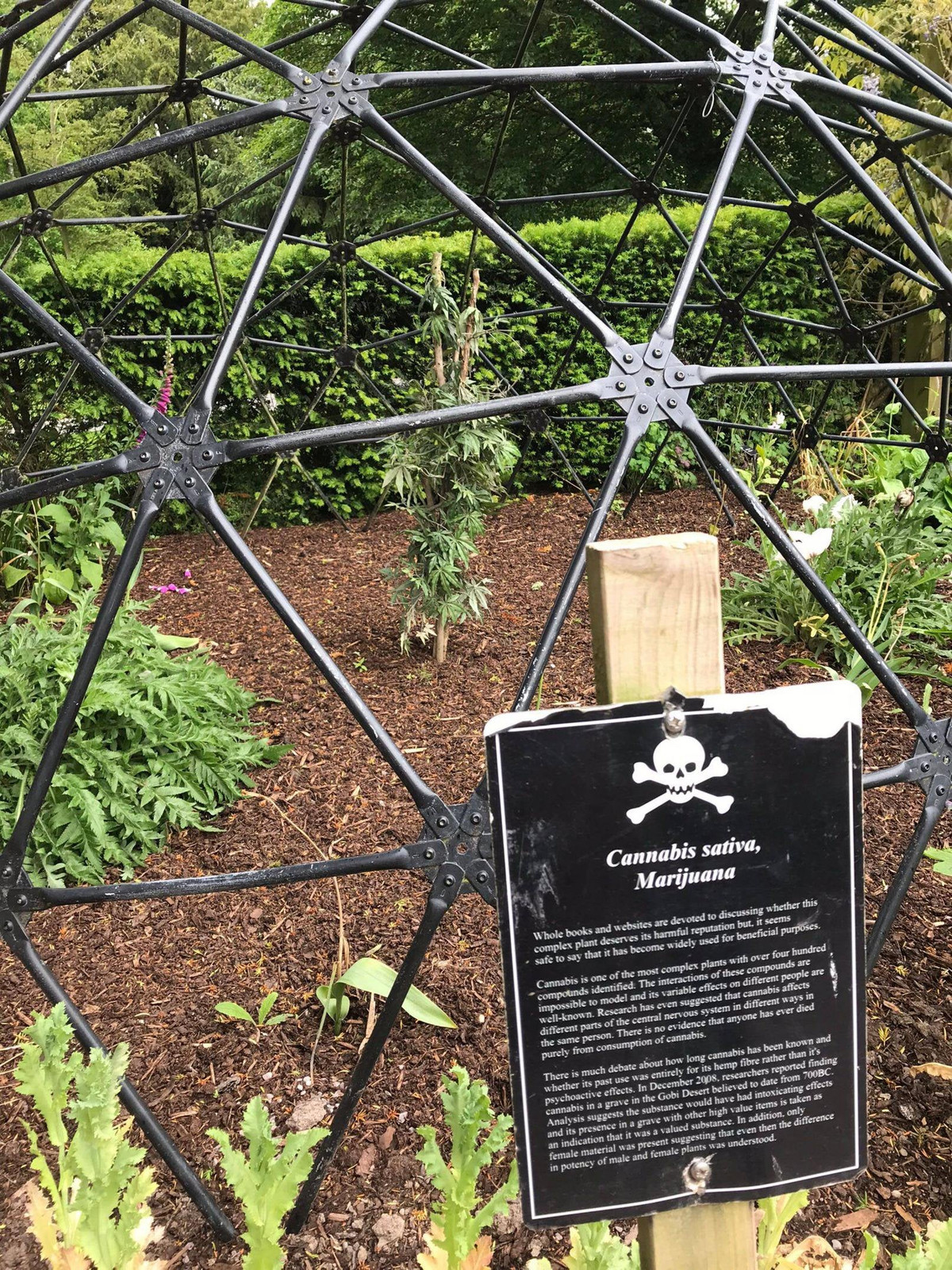 Tuy nhiên trên thực tế, có những người bất chấp những lời cảnh báo. 7 du khách có tính tò mò đã hít phải hương độc dẫn đến ngất xỉu khi tham quan Vườn Độc dược vào năm 2017.