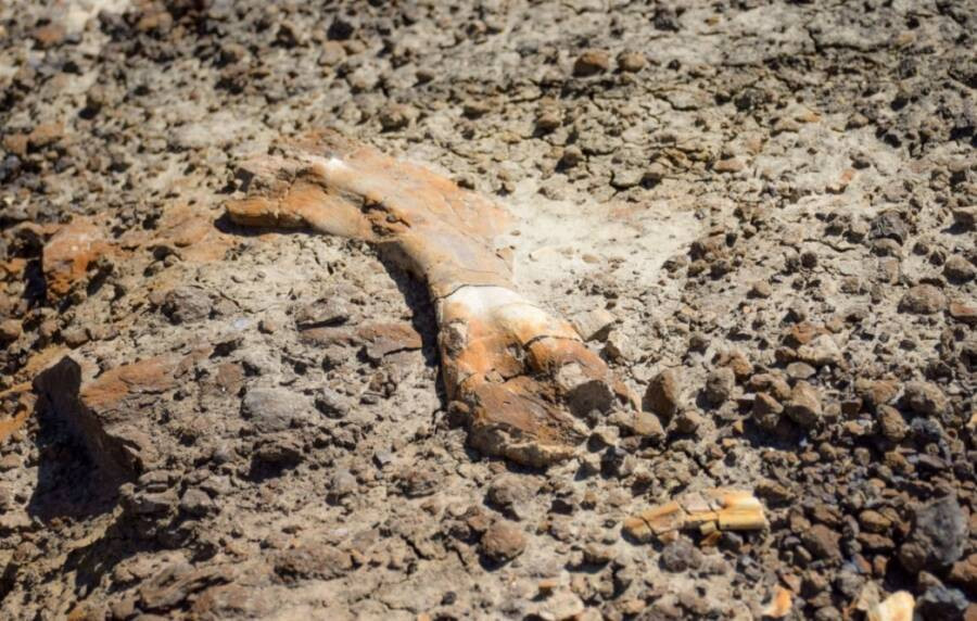 Ngay sau đó, nhà cổ sinh vật học Francois Therrien dẫn đầu một nhóm nghiên cứu tới khu vực trên và tìm thấy toàn bộ 50 mảnh xương thuộc về một con khủng long mỏ vịt (Hadrosauridae).