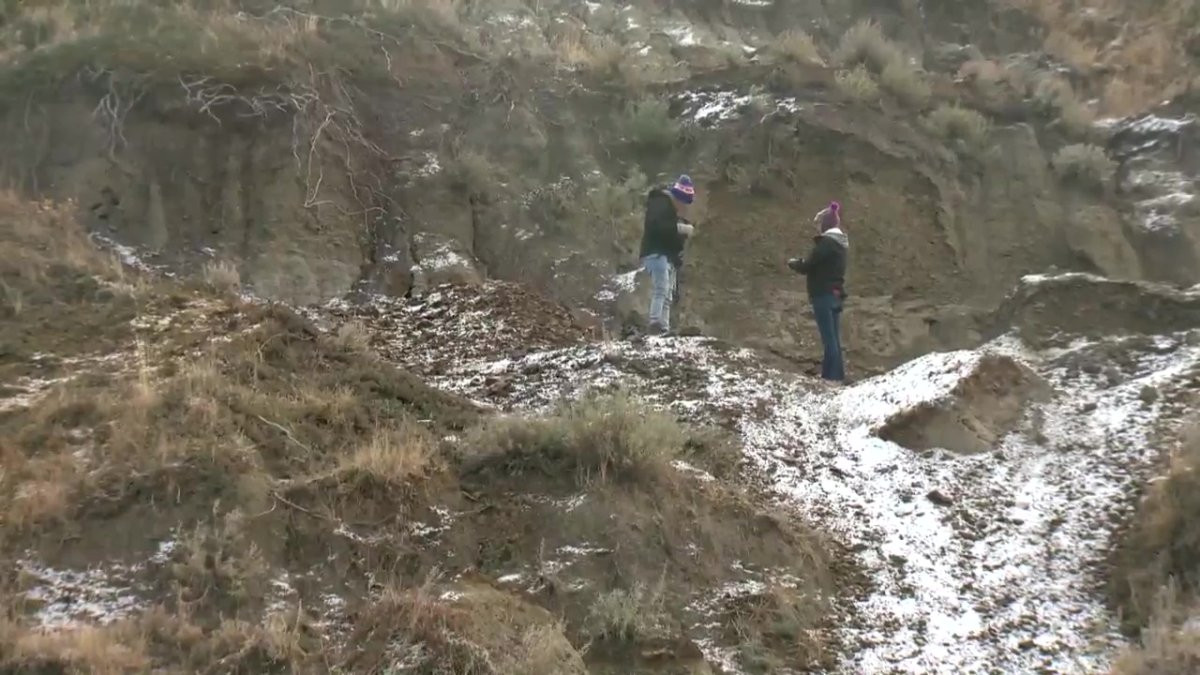 Nguyên do là bởi bộ xương khủng long mỏ vịt trên đang trong quá trình hóa đá.