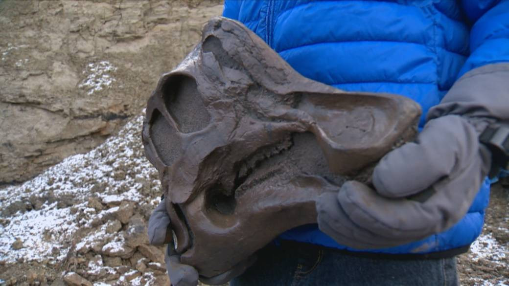 Con khủng long mỏ vịt này chết khi khoảng 3 - 4 tuổi và có chiều dài khoảng 3m.