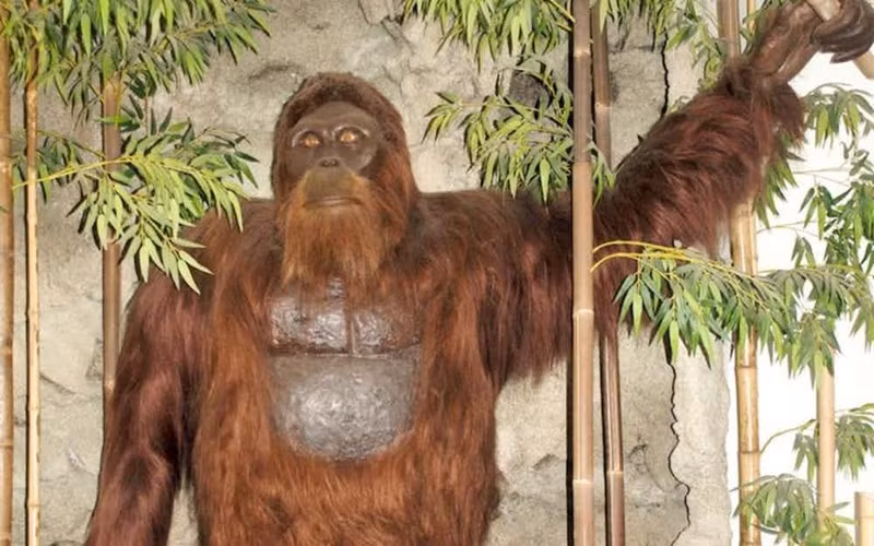 Đặc biệt, một số người tuyên bố chụp được ảnh quái vật Bigfoot nhưng với chất lượng hình ảnh thấp. Theo đó, những câu chuyện về sinh vật bí ẩn này ngày càng nổi tiếng hơn.