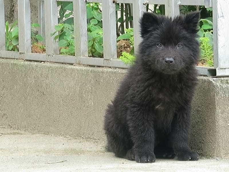 Chó Bắc Hà - một trong "tứ đại quốc khuyển" có nguồn gốc từ vùng núi Tây Bắc – vùng đất Bắc Hà thuộc địa phận tỉnh Lào Cai. Chúng còn được gọi chung là chó xù hay chó xồm.