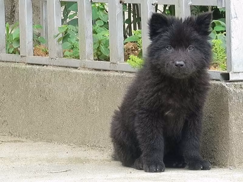 Chó Bắc Hà - một trong "tứ đại quốc khuyển" có nguồn gốc từ vùng núi Tây Bắc – vùng đất Bắc Hà thuộc địa phận tỉnh Lào Cai. Chúng còn được gọi chung là chó xù hay chó xồm.