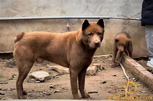 Chó Mông Cộc được đánh giá là giống chó có kích cơ tầm trung với chiều cao trung bình của một cá thể trưởng thành ở khoảng 45-55cm và cân nặng 15-25kg. Thường thì những cá thể mang giới tính đực sẽ có chiều cao cân nặng nhỉn hơn giới tính cái một chút.